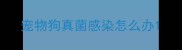 宠物狗真菌感染怎么办