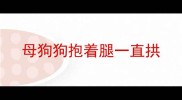 母狗狗抱着腿一直拱