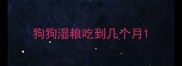狗狗湿粮吃到几个月