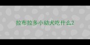 拉布拉多小幼犬吃什么