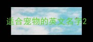 适合宠物的英文名字