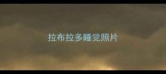 拉布拉多睡觉照片