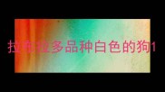 拉布拉多品种白色的狗