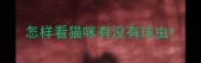 怎样看猫咪有没有球虫