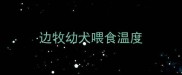 边牧幼犬喂食温度