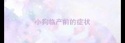 小狗临产前的症状