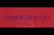 小狗感冒了吐怎么办