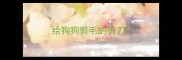 给狗狗剪毛的剪刀