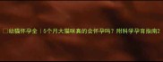 幼猫怀孕全5个月大猫咪真的会怀孕吗附科学孕育指南