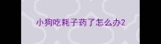 小狗吃耗子药了怎么办