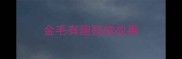 金毛有趣技能故事