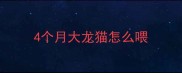 4个月大龙猫怎么喂