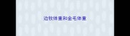 边牧体重和金毛体重