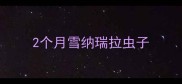 2个月雪纳瑞拉虫子