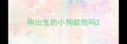 刚出生的小狗能抱吗