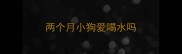 两个月小狗爱喝水吗