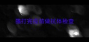 猫打完疫苗做抗体检查