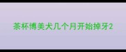 茶杯博美犬几个月开始掉牙
