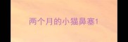 两个月的小猫鼻塞
