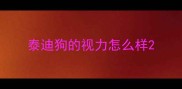 泰迪狗的视力怎么样