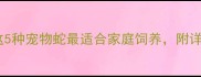 新手必看这5种宠物蛇最适合家庭饲养附详细饲养指南