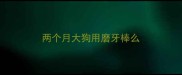 两个月大狗用磨牙棒么