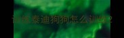训练泰迪狗狗怎么训练
