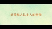 好养粘人认主人的宠物