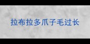 拉布拉多爪子毛过长