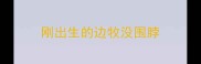 刚出生的边牧没围脖