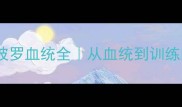 边境牧羊犬阿波罗血统全从血统到训练的保姆级指南