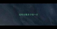 边牧出售多少钱一只