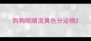 狗狗眼睛流黄色分泌物