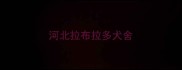 河北拉布拉多犬舍