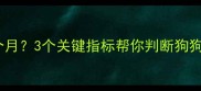 狗狗成年要几个月3个关键指标帮你判断狗狗真正成年啦