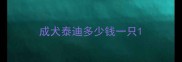 成犬泰迪多少钱一只