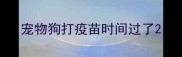 宠物狗打疫苗时间过了