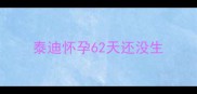 泰迪怀孕62天还没生