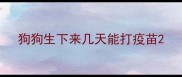 狗狗生下来几天能打疫苗