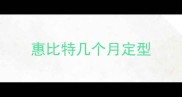 惠比特几个月定型