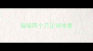 猫猫两个月正常体重