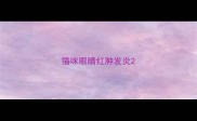 猫咪眼睛红肿发炎