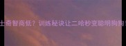 哈士奇智商低训练秘诀让二哈秒变聪明狗狗