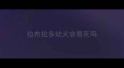 拉布拉多幼犬容易死吗