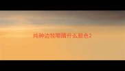 纯种边牧眼睛什么颜色