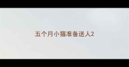 五个月小猫准备送人