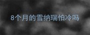 8个月的雪纳瑞怕冷吗