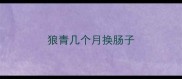 狼青几个月换肠子