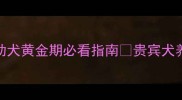 四个月大贵宾犬养护全攻略幼犬黄金期必看指南贵宾犬养护狗狗成长日记新手养宠必看