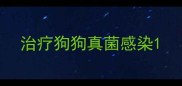 治疗狗狗真菌感染
